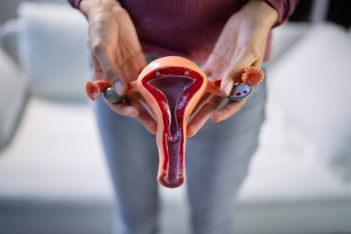 A person holding a detailed anatomical model of the female reproductive system, including the uterus, fallopian tubes, and ovaries, demonstrates how non-invasive vaginal rejuvenation works.